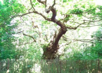 Pourquoi est-ce que je cours ?