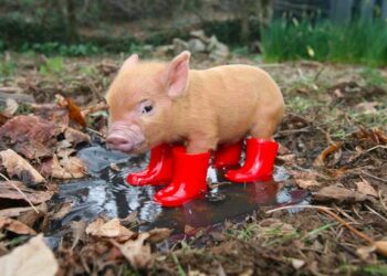 crampons chaussure trail boue