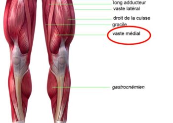 Le vaste médial…. vous connaissez ?