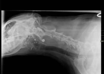 accident de chasse sur chien