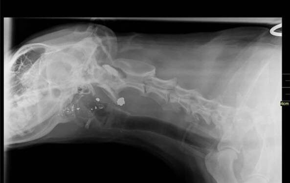 accident de chasse sur chien