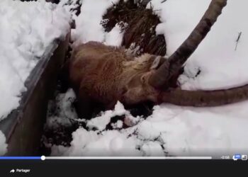 video sauvetage bouquetin