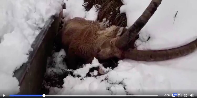 video sauvetage bouquetin