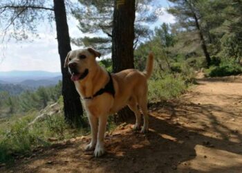 Toute l’actualité trail du mardi 27 mars