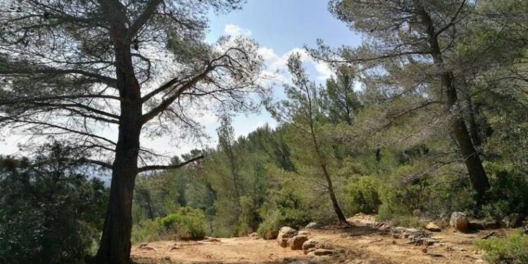 Quelles chaussures pour courir en sous bois ?