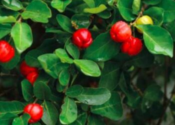 Trail : acérola, la reine de la vitamine C (mais aussi le camu-camu, l’argousier, le cynorrhodon)