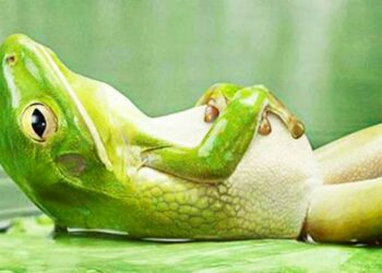 repos entre deux sorties trail