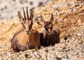 Le plus beau des ultras