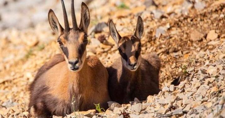 Le plus beau des ultras