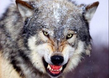 Courir en Bretagne : attention aux loups !