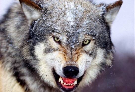 Courir en Bretagne : attention aux loups !