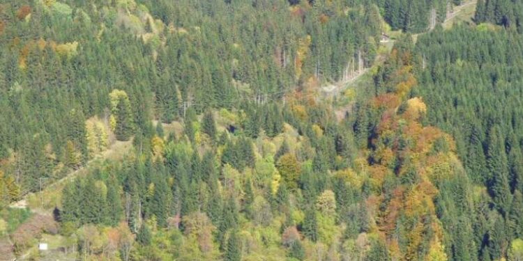 chasse interdite trail