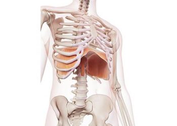 diaphragme respiration trail