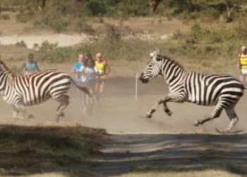 Toute l’actualité trail du mardi 13 novembre