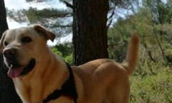 Courir avec son chien trail