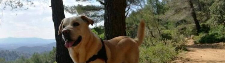 Courir avec son chien trail