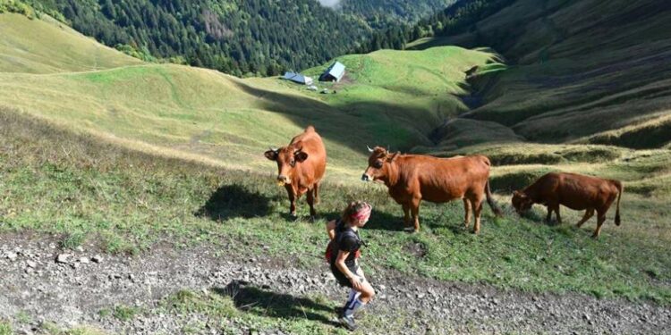 arrêt trail d'albertville
