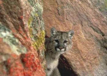 Toute l’actualité trail du mercredi 6 février