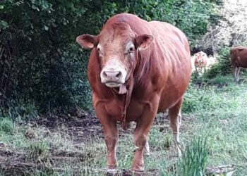 informations gendarmes et voleurs de temps