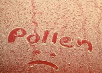 courir allergies pollen trail