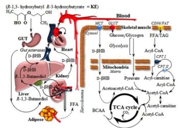 boisson à base de cétones trail dopage