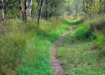 trail ou course nature