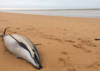 Toute l’actualité trail du lundi 10 février