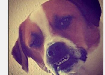 Les moralisateurs qui veulent vous empêcher de courir sont des cons