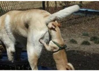 déconfinement trail