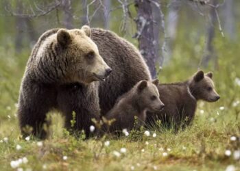 Trail interdit en Ariège !