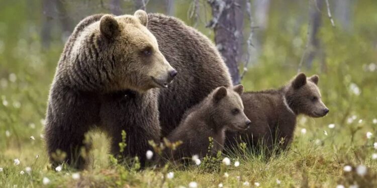 Trail interdit en Ariège !
