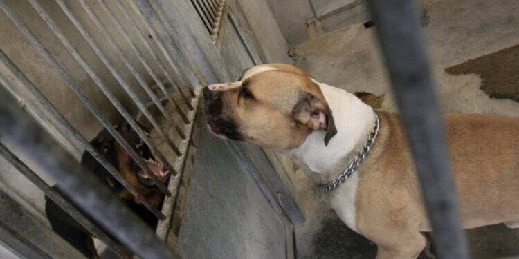 Un joggueur agressé par trois chiens entre la vie et la mort