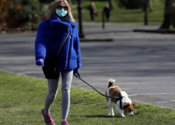 sport chien attestation