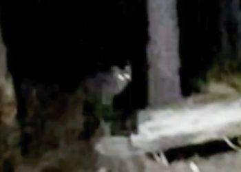 video loup fontainebleau