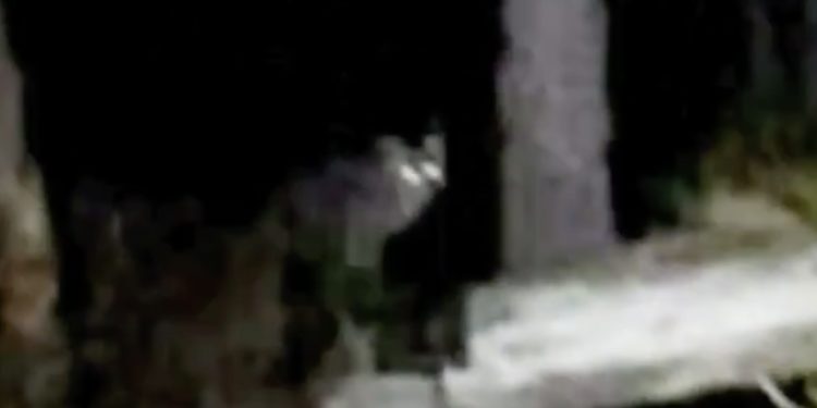 video loup fontainebleau