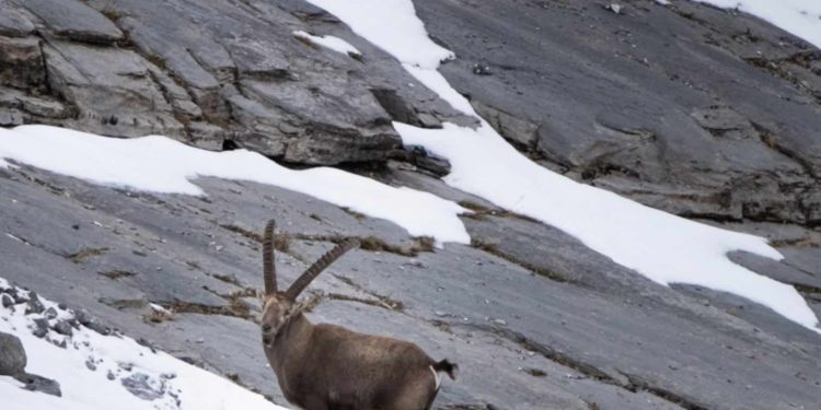 Grand Trail du Pays du Mont-Blanc