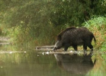 « Je ne suis pas un sanglier » crie le champion olympique pour sauver sa vie