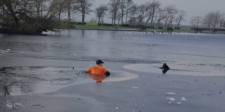 un joggueur sauve un chien