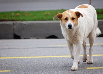 peur des chiens quand on court