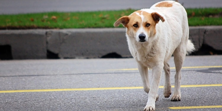 peur des chiens quand on court