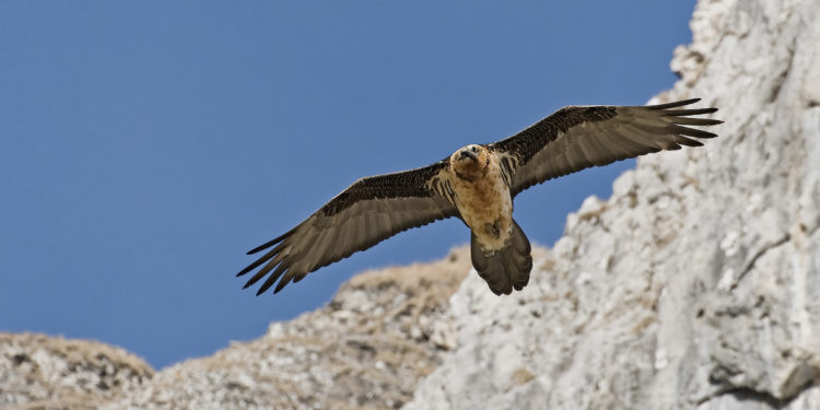 les conséquences de la crise sanitaire sur le trail