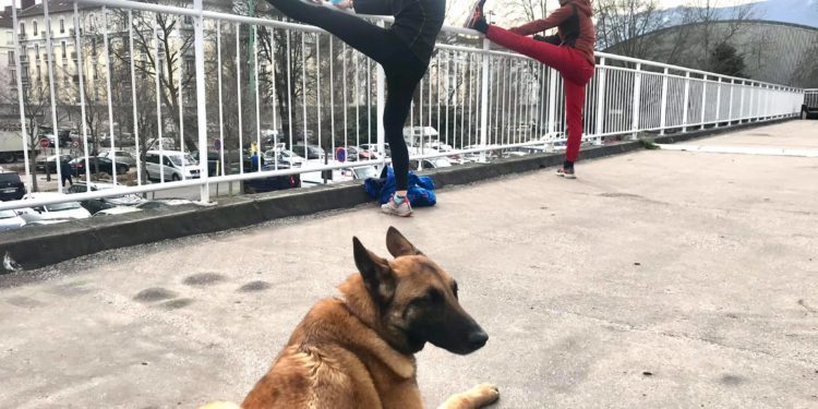 Faites du sport avec votre chien