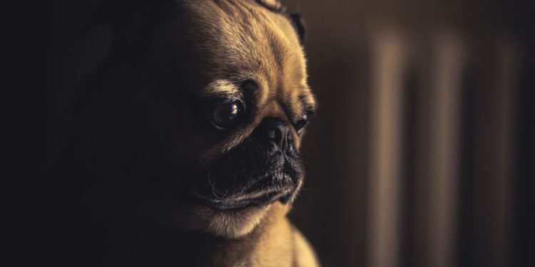 2021 année blanche du trail