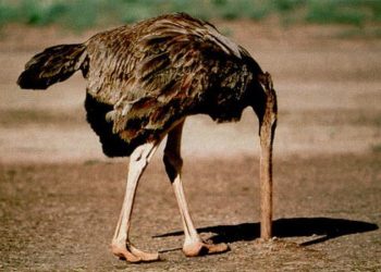 Coronavirus : pourquoi certains organisateurs de trails font-ils l’autruche ?