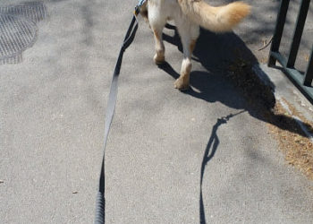 courir avec son chien