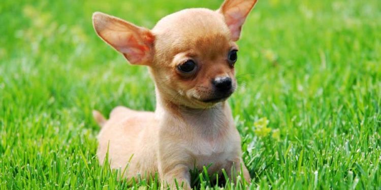 Un joggeur panique et frappe à mort un chihuahua qui lui avait aboyé dessus (il a cru que c’était un loup)