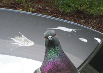 COUP DE GUEULE : ces élites qui font des leçons et qui sont pas foutues de nous soutenir