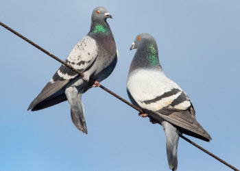 dossards solidaires utmb