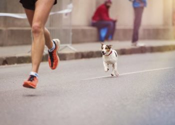 Ce sont TOUJOURS les mêmes coureurs qui ont des problèmes avec les chiens…