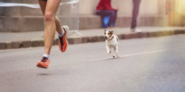 Ce sont TOUJOURS les mêmes coureurs qui ont des problèmes avec les chiens…